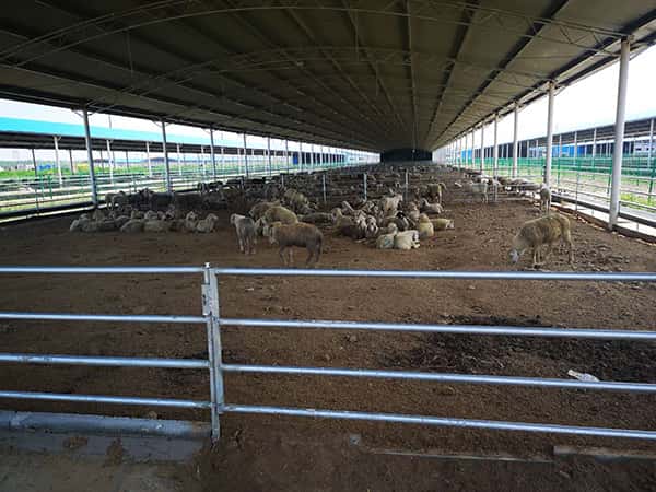 一样平常是使用羊粪肥作为底肥